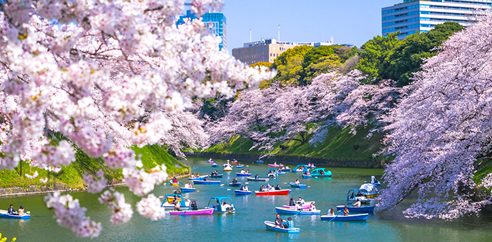 Cherry Blossoms In Tokyo: The Best Spots (2024 Edition)