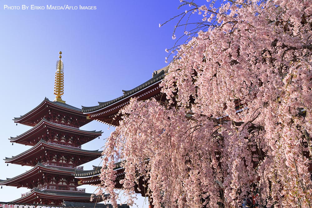 Cherry blossoms in Tokyo