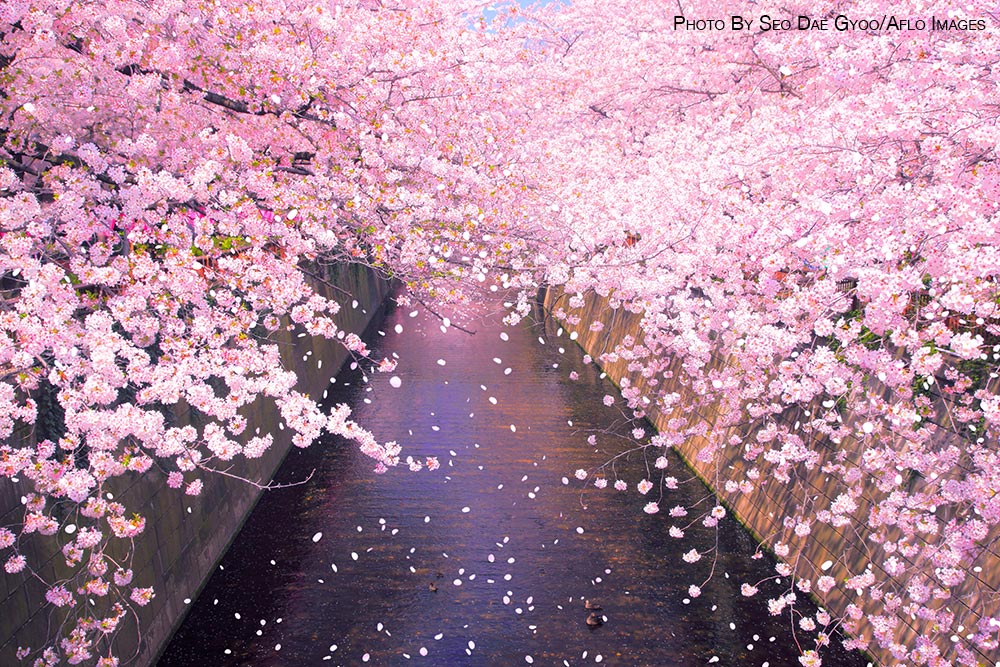 Cherry blossoms in Tokyo