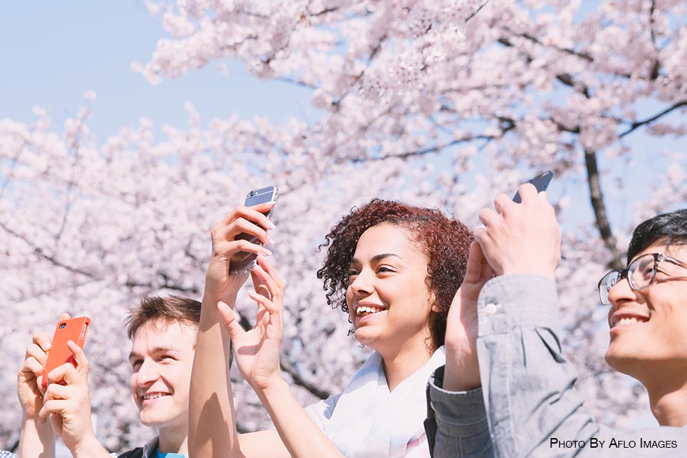 Cherry blossoms in Tokyo