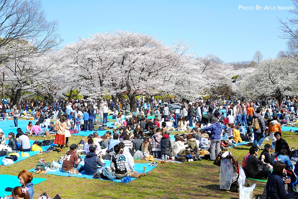 Cherry blossoms in Tokyo