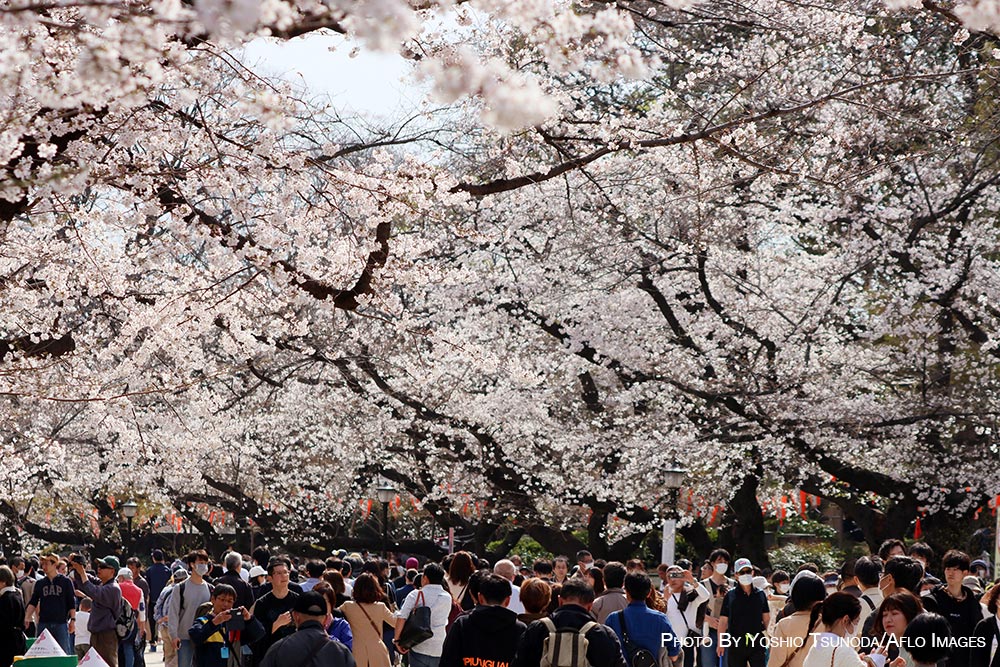 Cherry blossoms in Tokyo