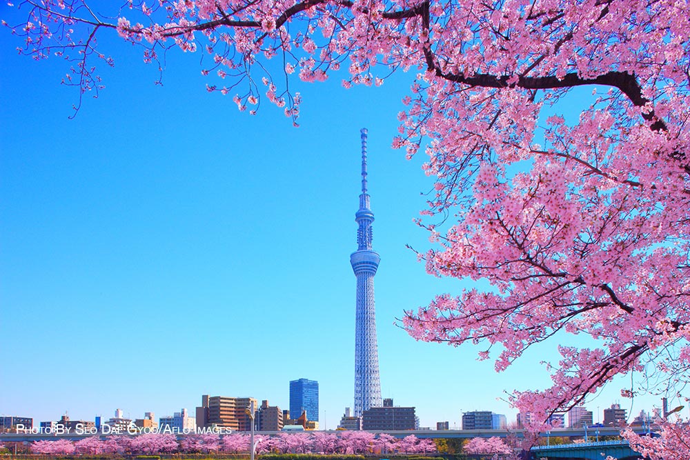 Cherry blossoms in Tokyo