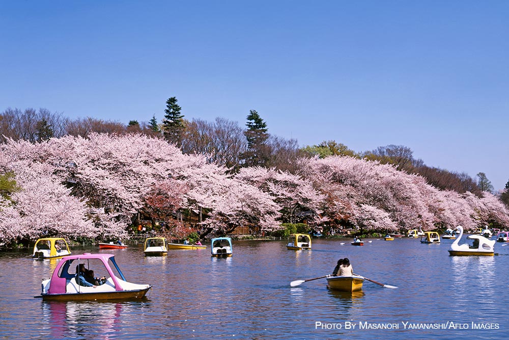 Cherry blossoms in Tokyo