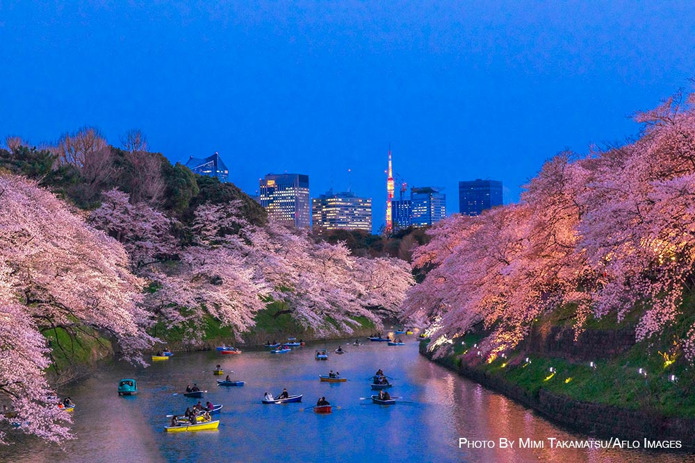 Cherry blossoms in Tokyo