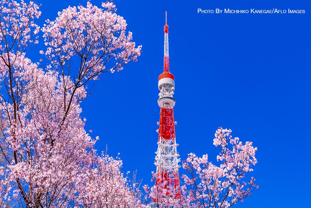 Cherry blossoms in Tokyo