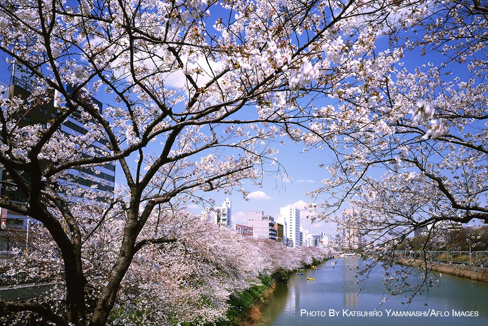 Cherry blossoms in Tokyo