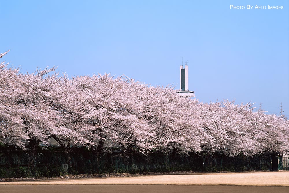 Cherry blossoms in Tokyo