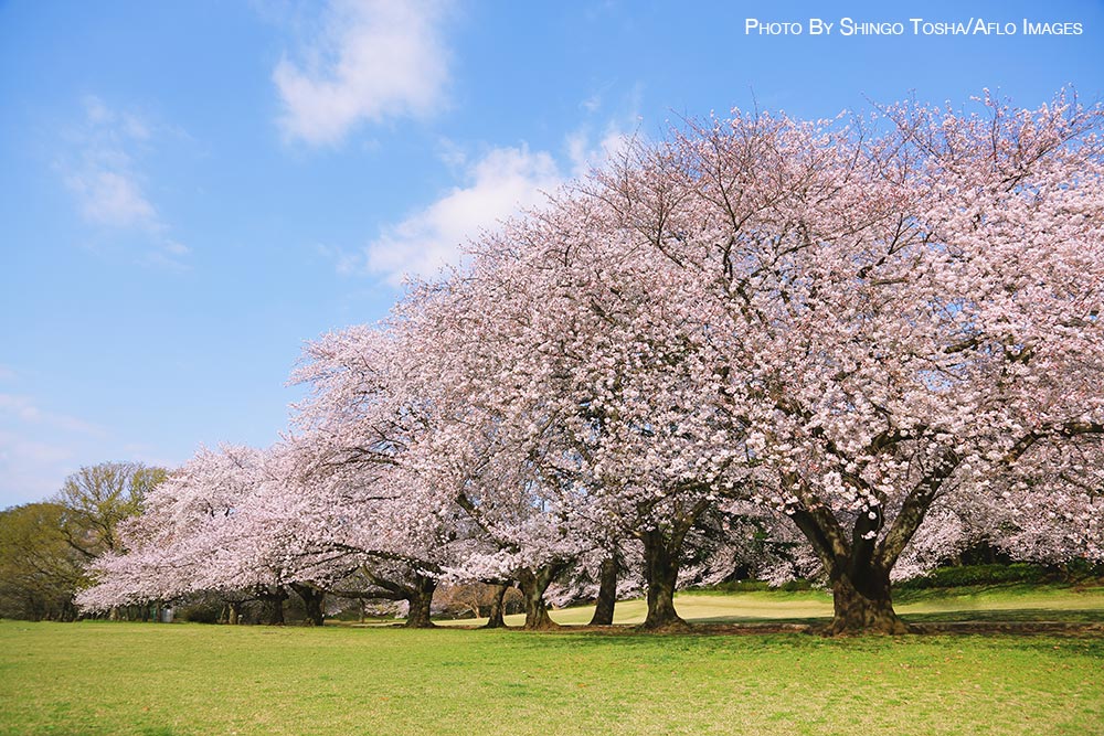 Cherry blossoms in Tokyo