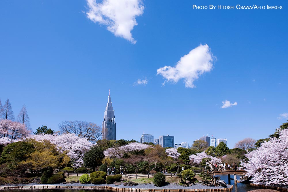 Cherry blossoms in Tokyo