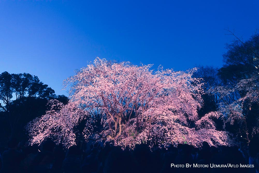 Cherry blossoms in Tokyo