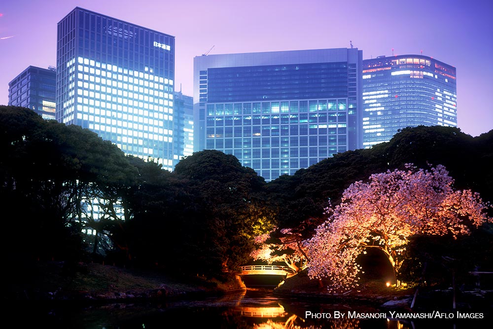 Cherry blossoms in Tokyo