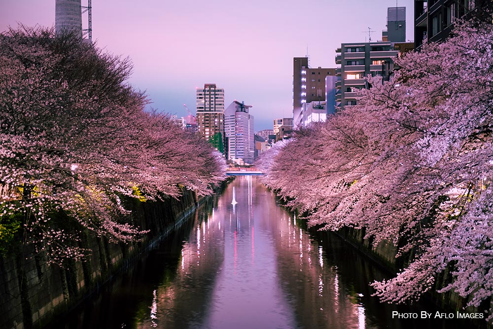 Cherry blossoms in Tokyo