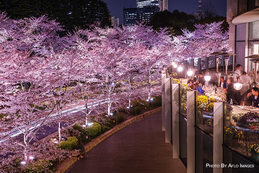 Cherry blossoms in Tokyo