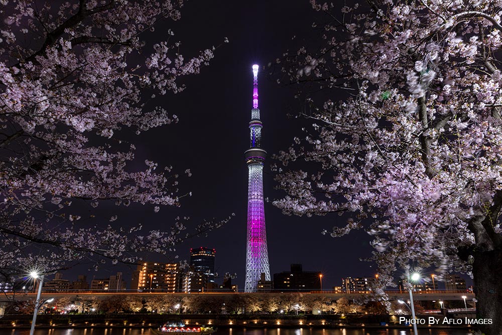 Cherry blossoms in Tokyo