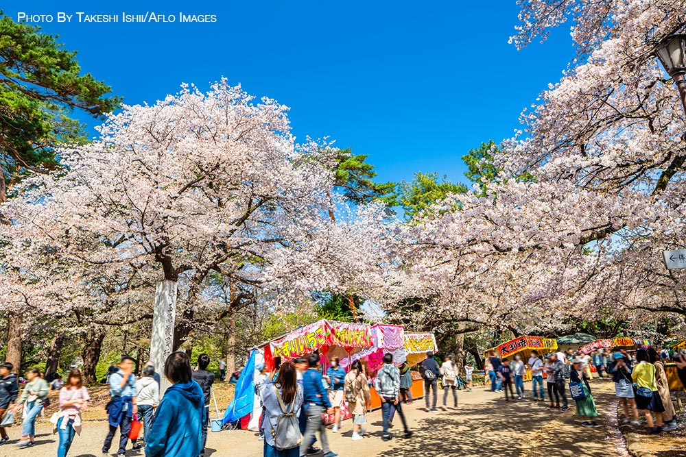 Cherry blossoms in Tokyo
