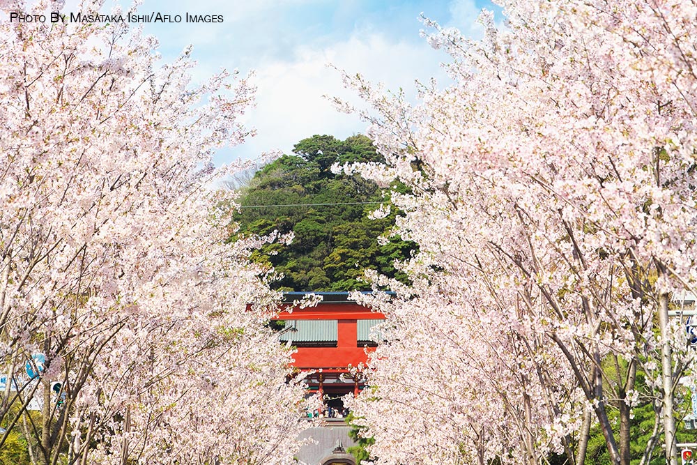 Cherry blossoms in Tokyo