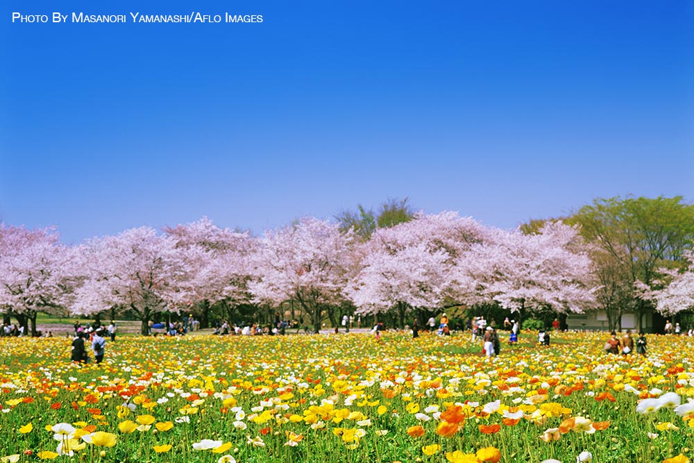 Cherry blossoms in Tokyo