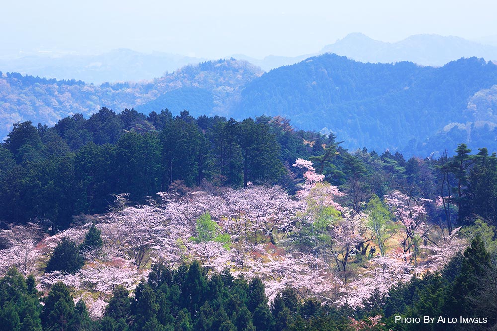 Cherry blossoms in Tokyo
