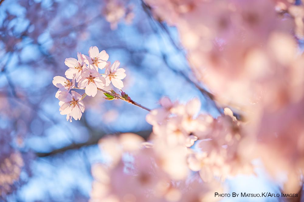Cherry blossoms in Tokyo