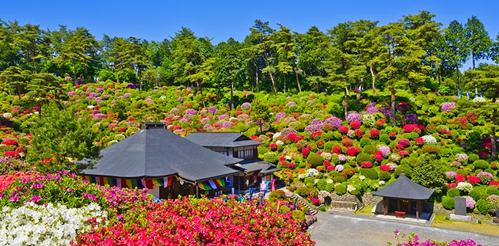 Enjoy Spring in Tokyo | What to Do