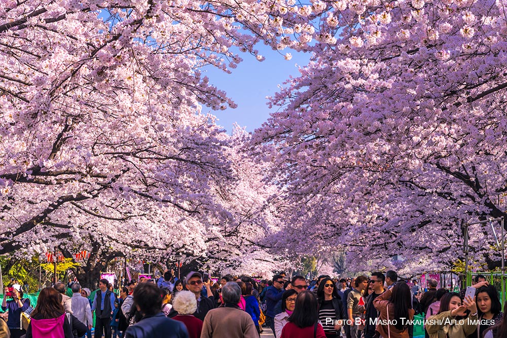 Spring in Tokyo
