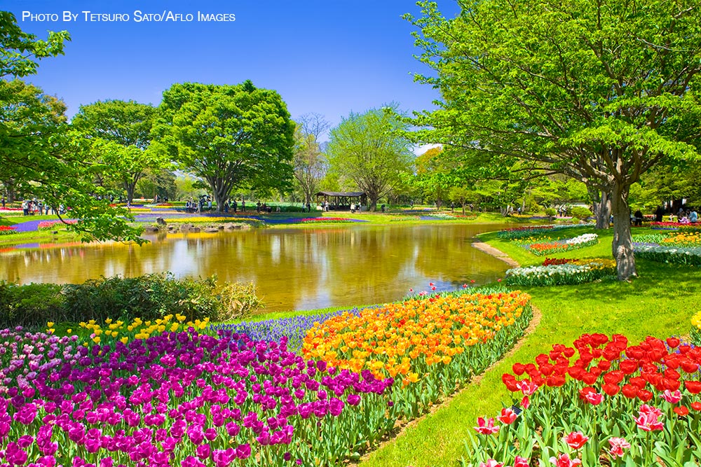 Spring in Tokyo