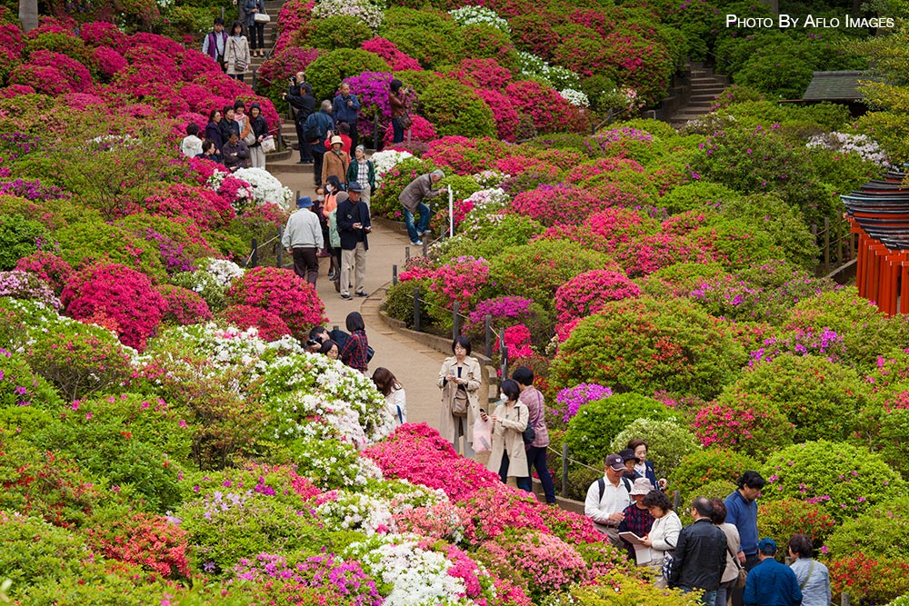 Spring in Tokyo