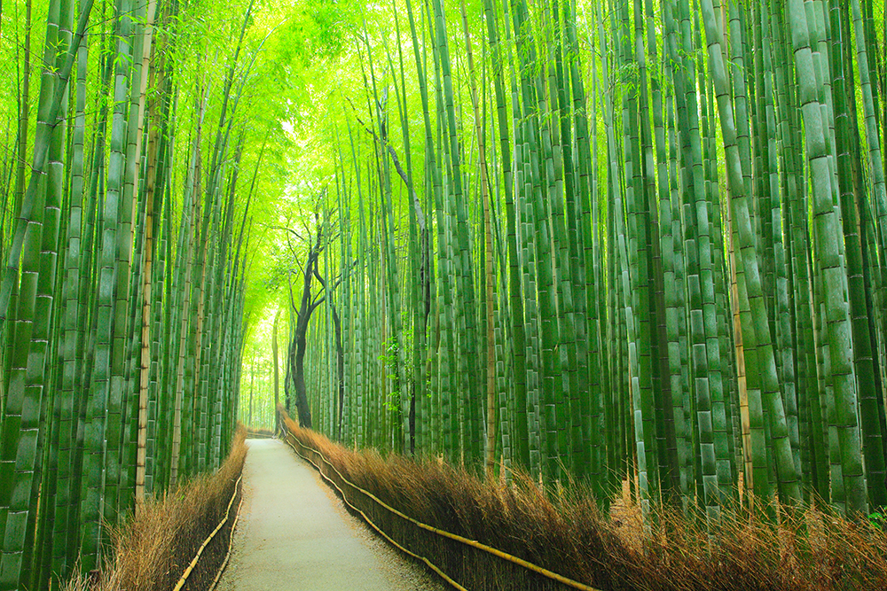 amazing images