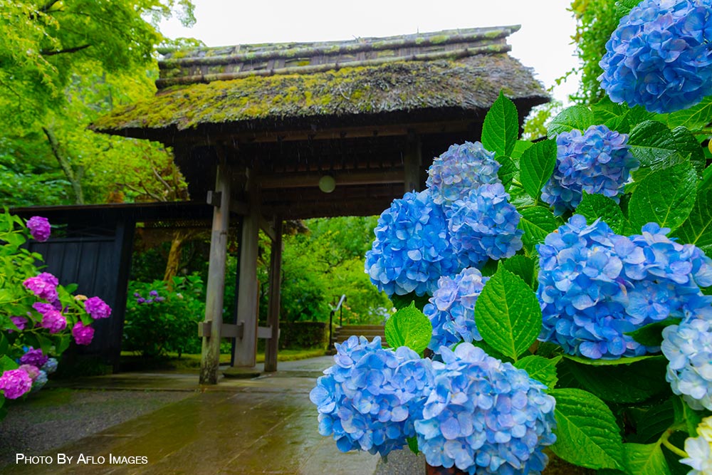Japan summer