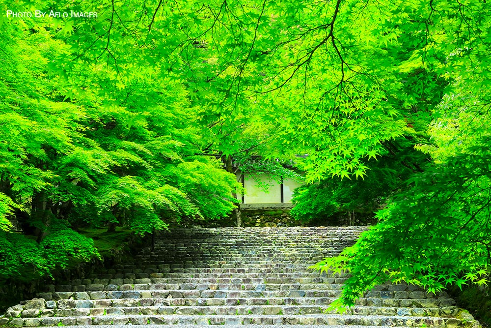 Japan summer