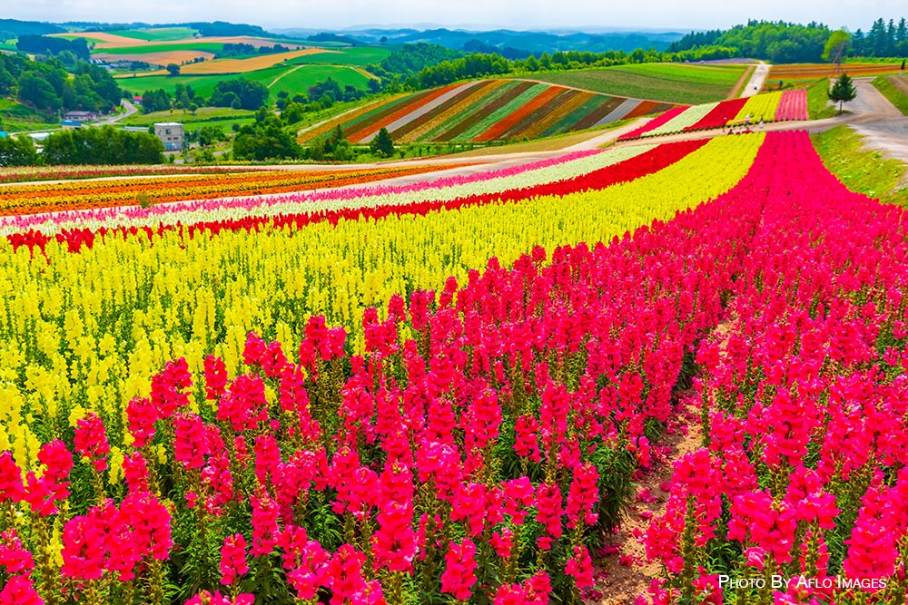 Japan summer