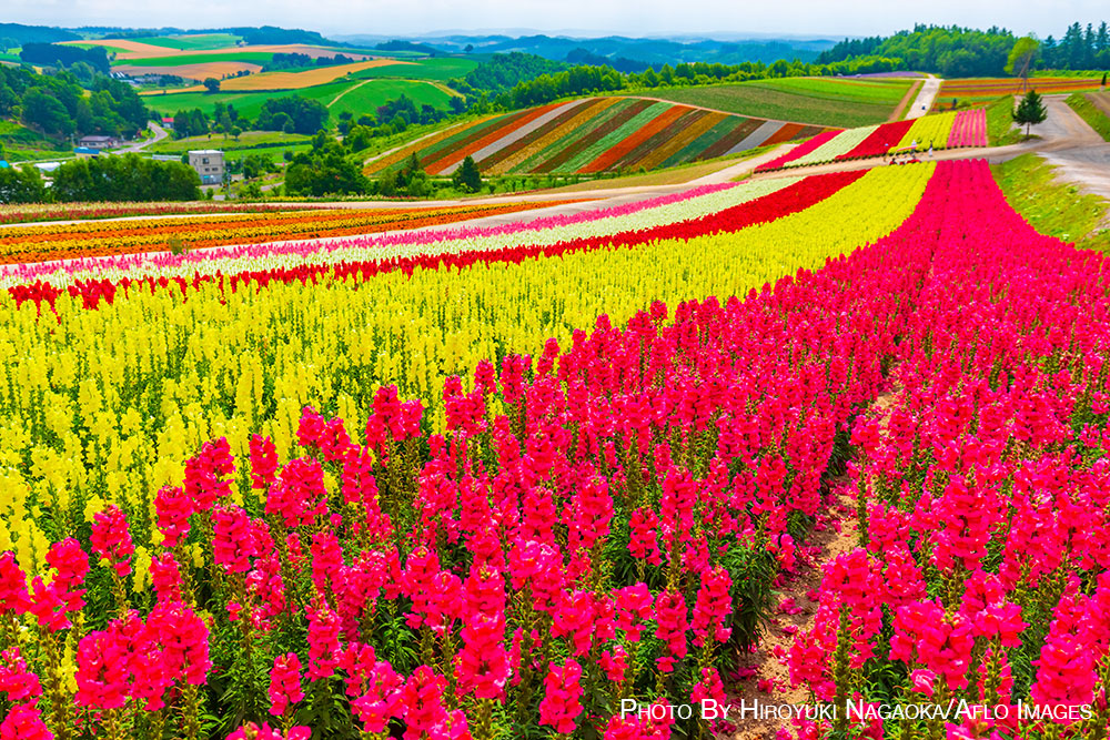 Summer in Japan