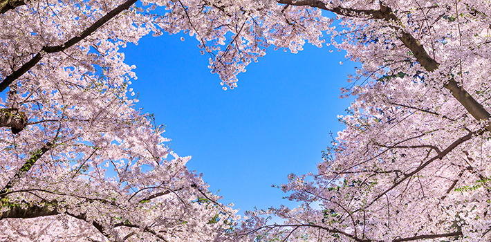 Cherry Blossoms
