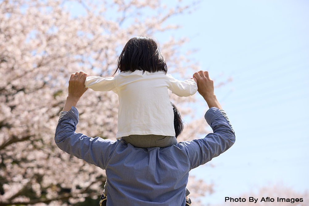 Cherry Blossoms