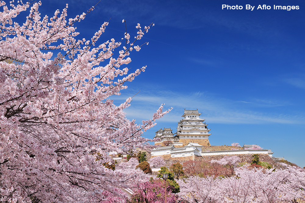 Cherry Blossoms