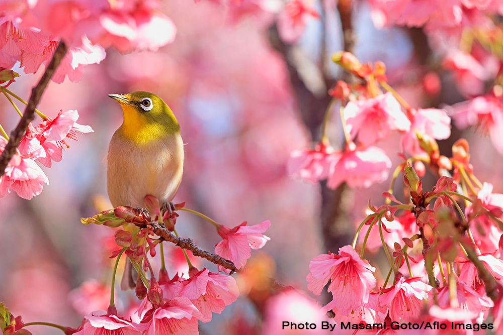 Cherry Blossoms
