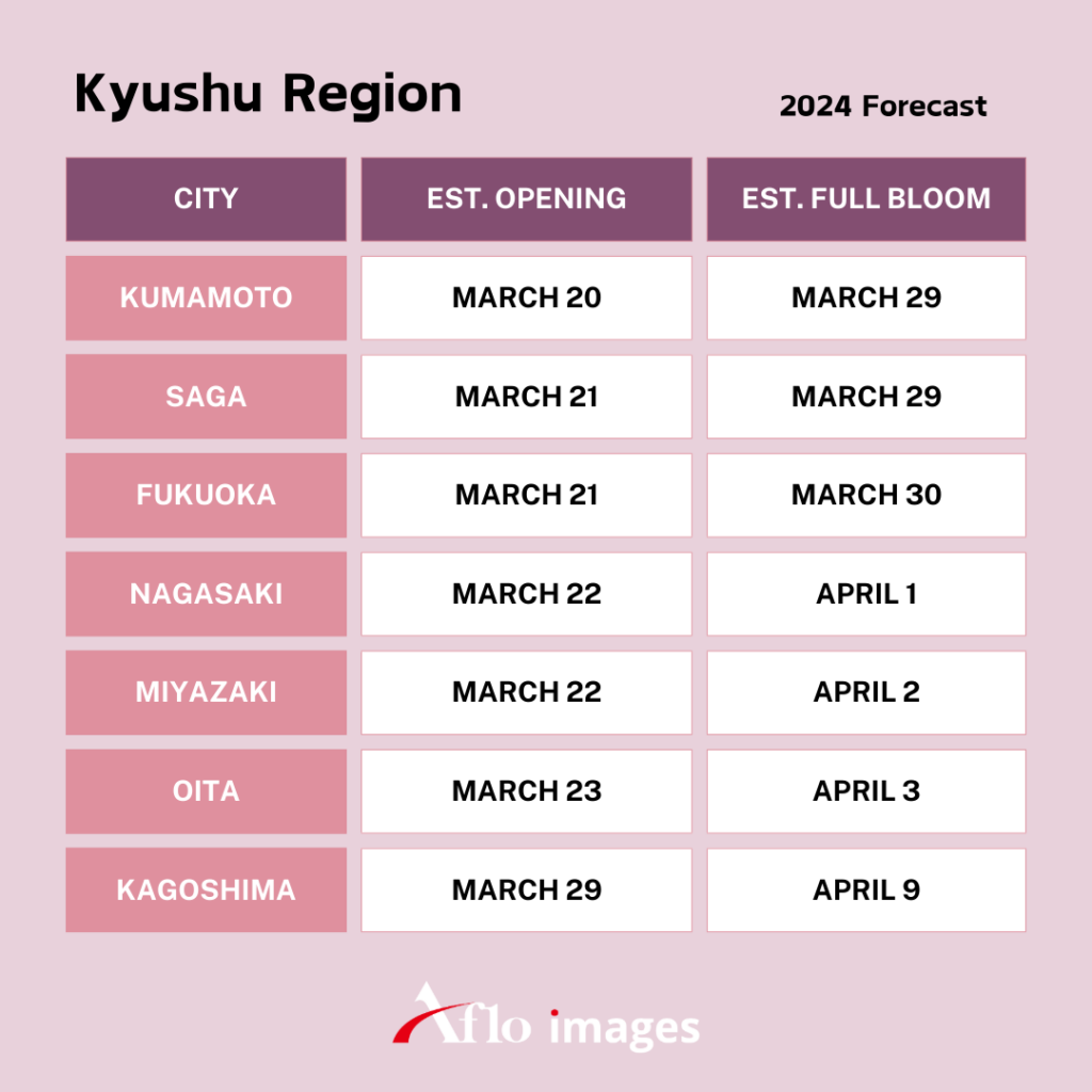 Cherry Blossoms
