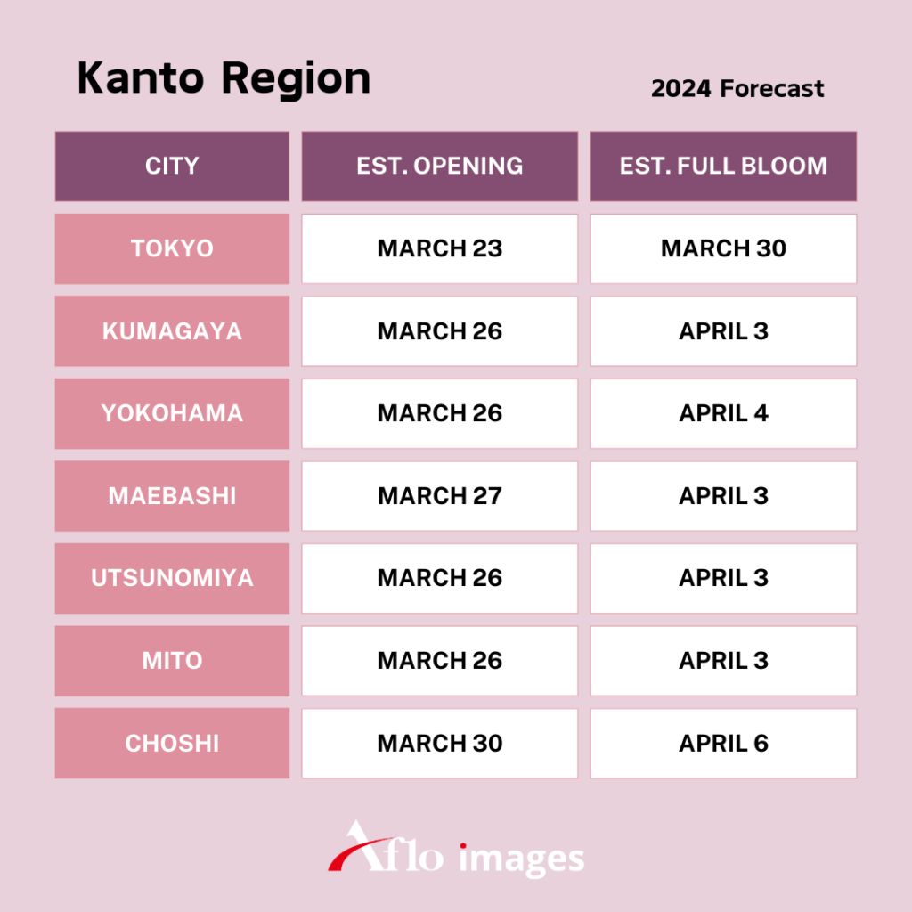 Cherry Blossoms