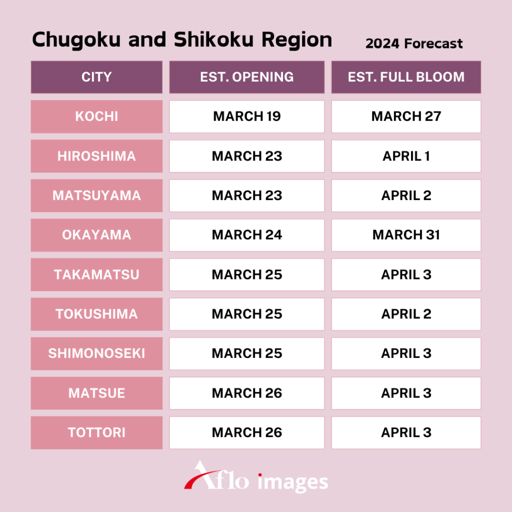 Cherry Blossoms