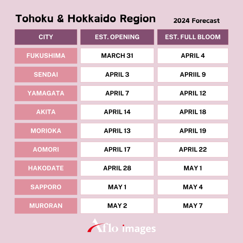 Cherry Blossoms