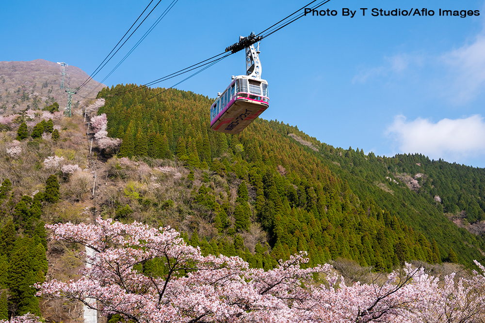 Cherry Blossoms