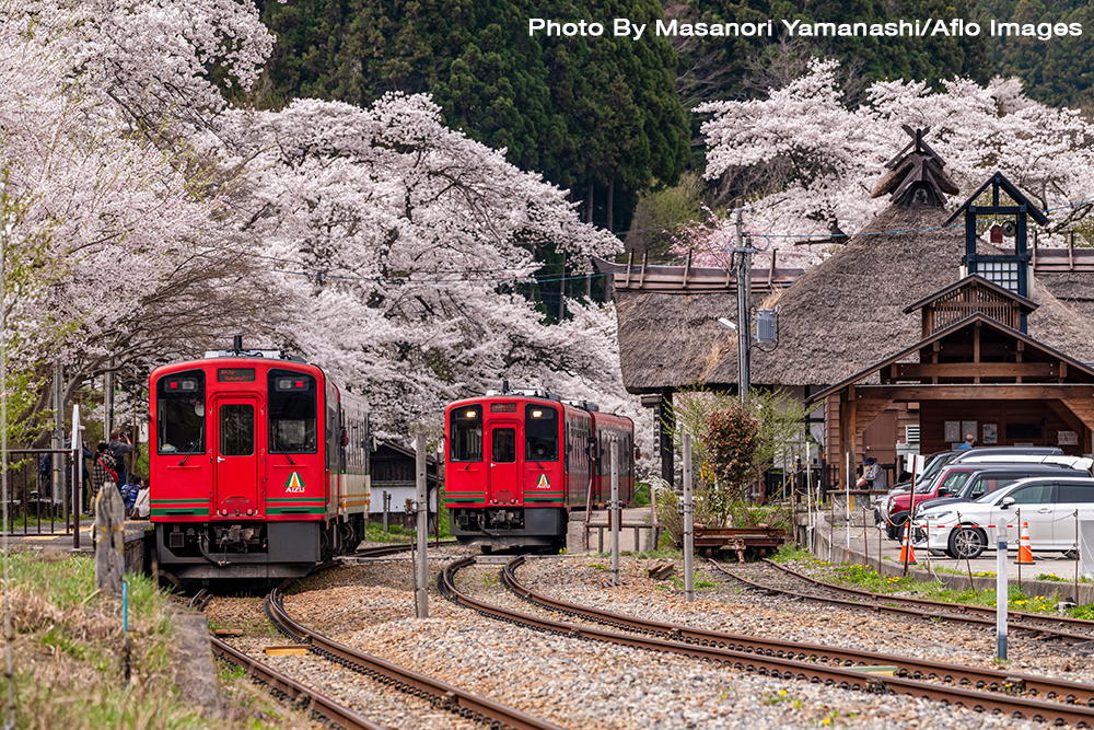 Cherry Blossoms