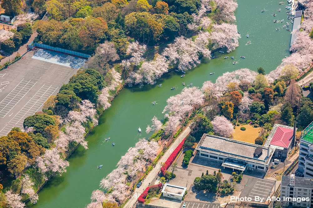 Cherry Blossoms