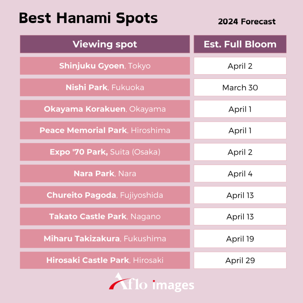 Cherry Blossoms