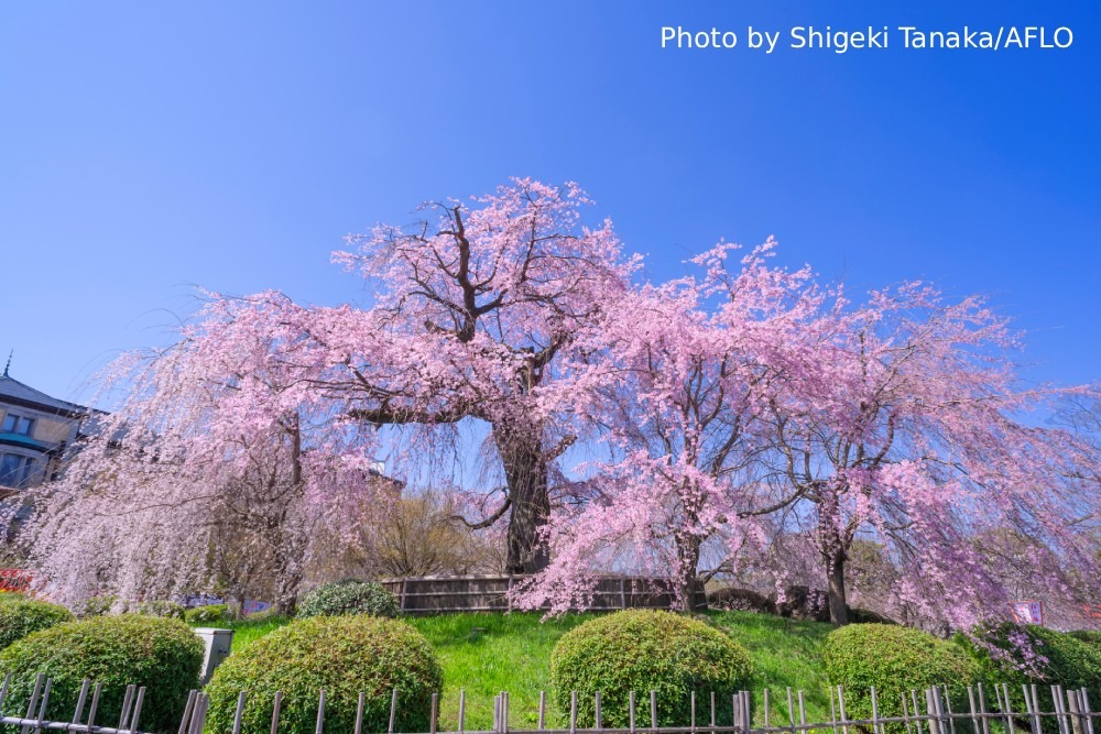 Photography Spots in Kyoto
