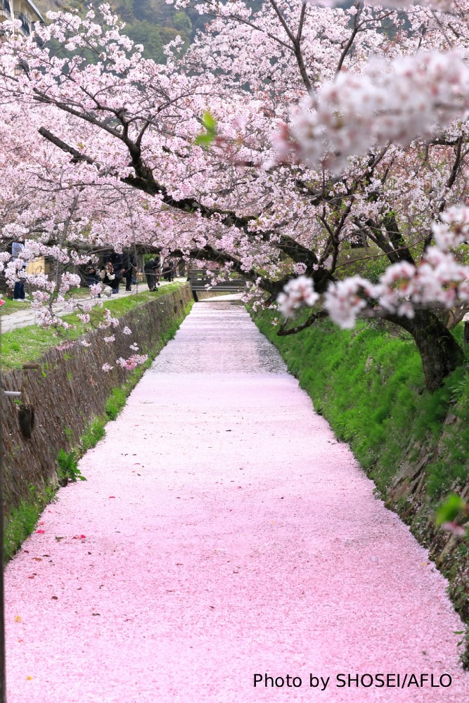 Photography Spots in Kyoto